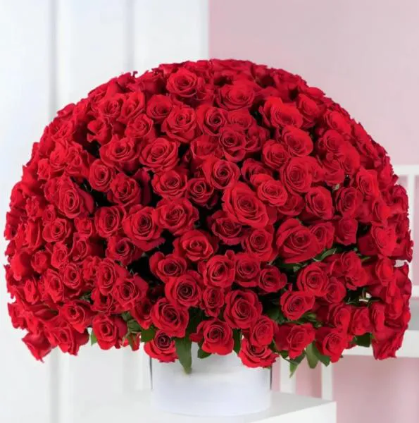 301 красная роза