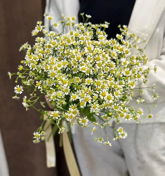 Полевая Ромашка