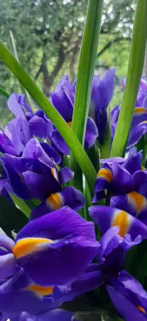 Шляпная коробка с ирисами 